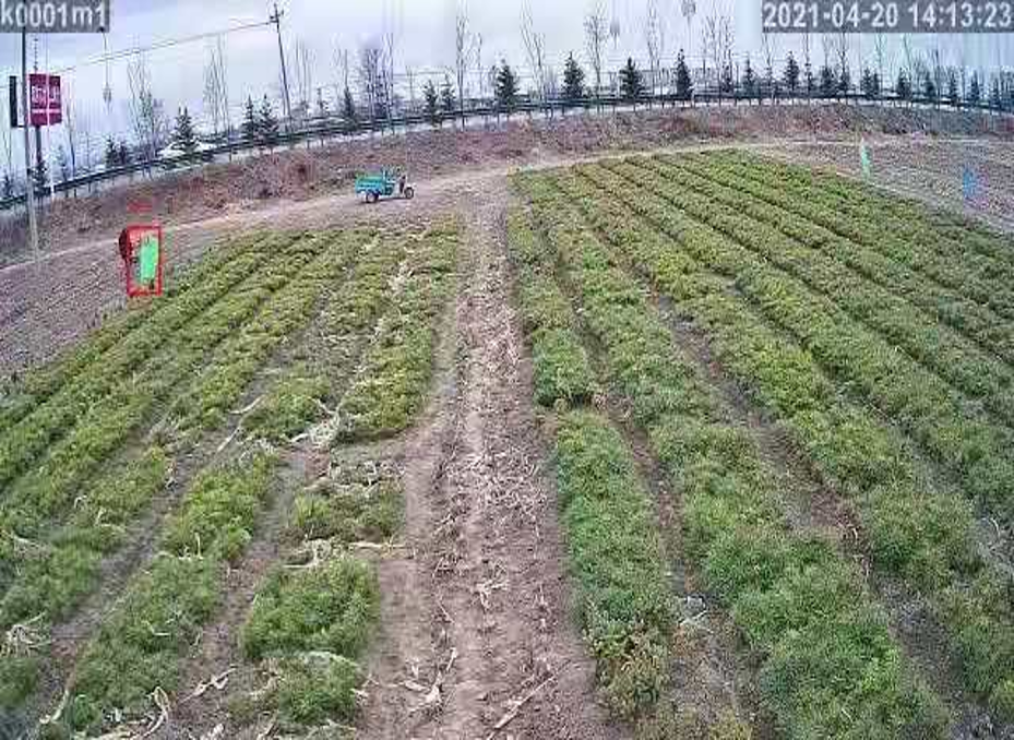 AI視頻監控系統 苗圃基地監控系統 AI視頻監控系統 苗圃基地監控系統